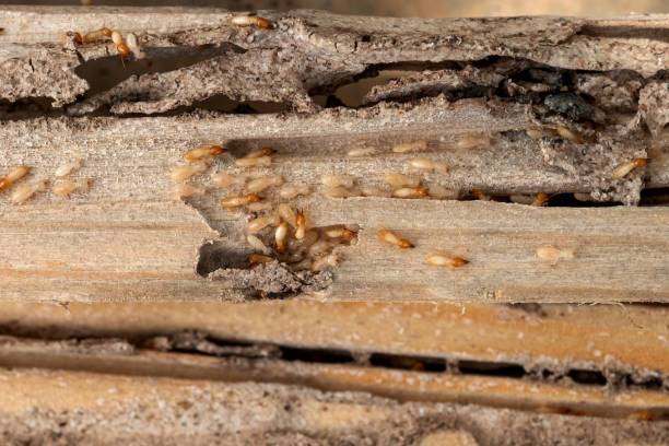 Reliable Bunker Hill, OR Pest Control Solutions